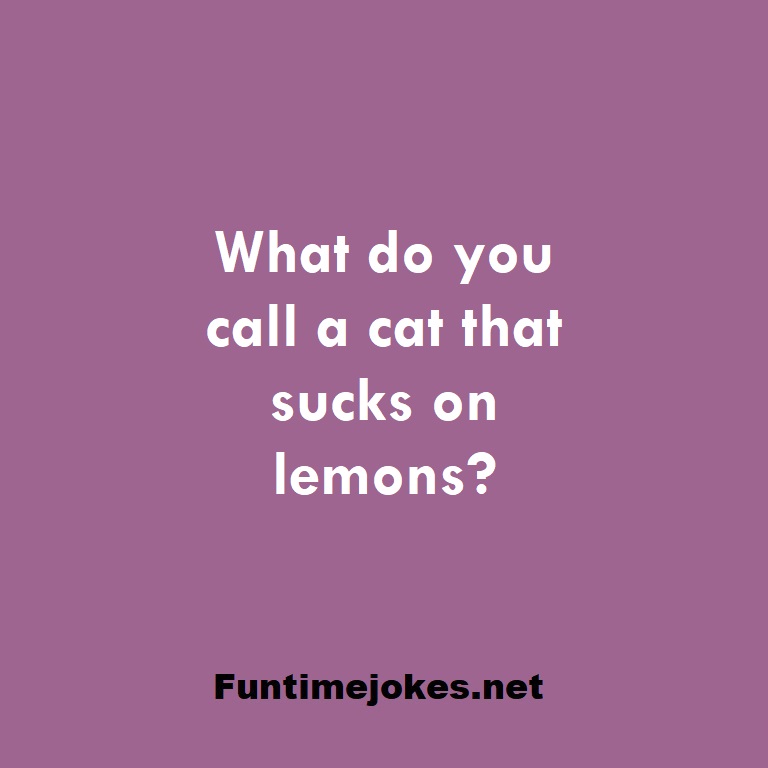 What do you call a cat that sucks on lemons?